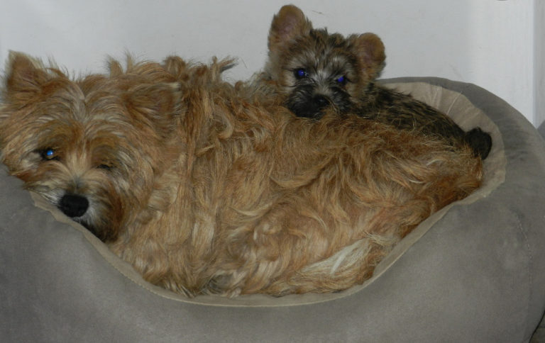 photo cairn terrier chiot