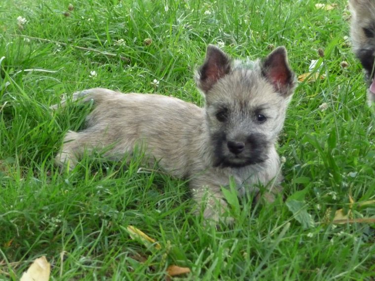 photo cairn terrier chiot