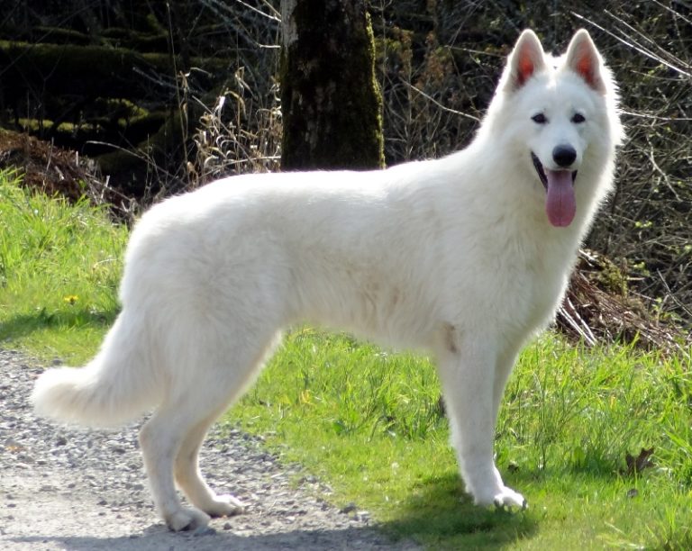 photo chien blanc