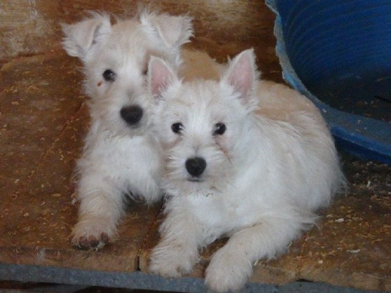 photo west highland white terrier chiot