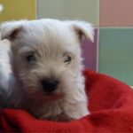 West Highland White Terrier chiot
