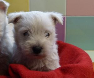West Highland White Terrier chiot