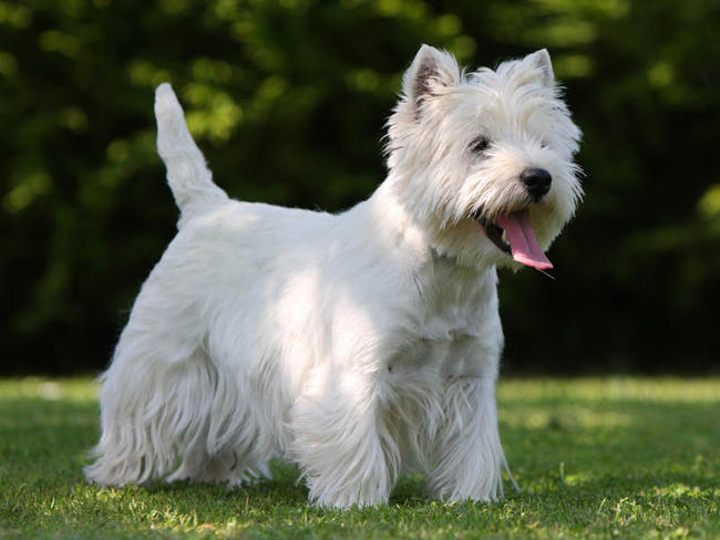photo west highland white terrier chiot