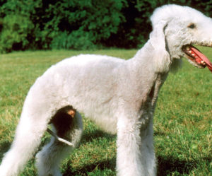 Bedlington terrier chiot