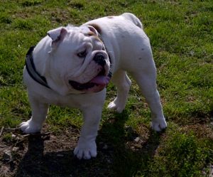 Bulldog anglais blanc