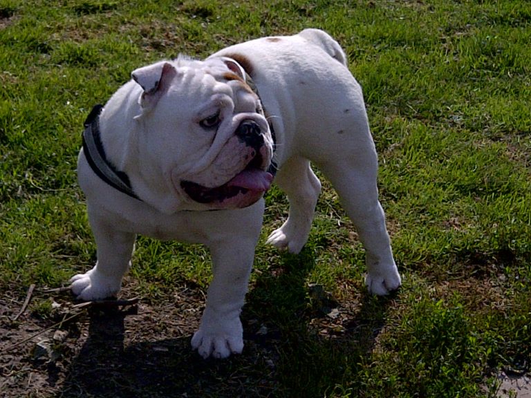 photo bulldog anglais blanc