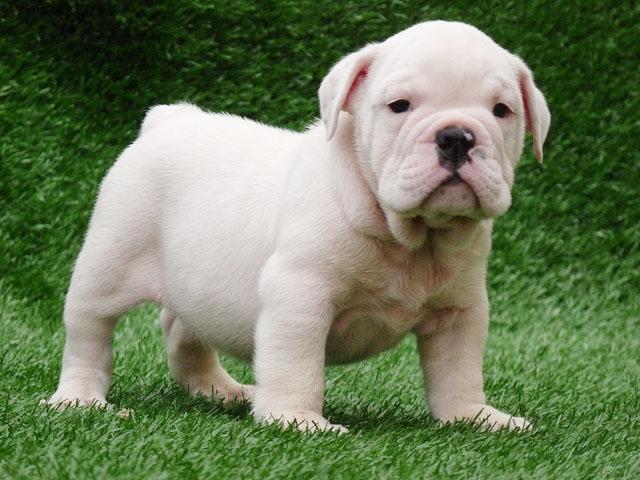 photo bulldog anglais blanc