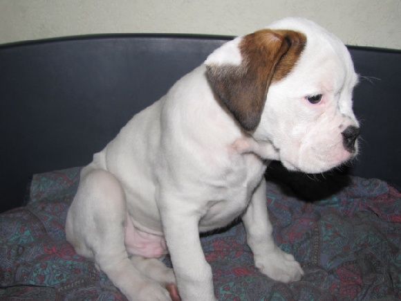 photo chien boxer blanc