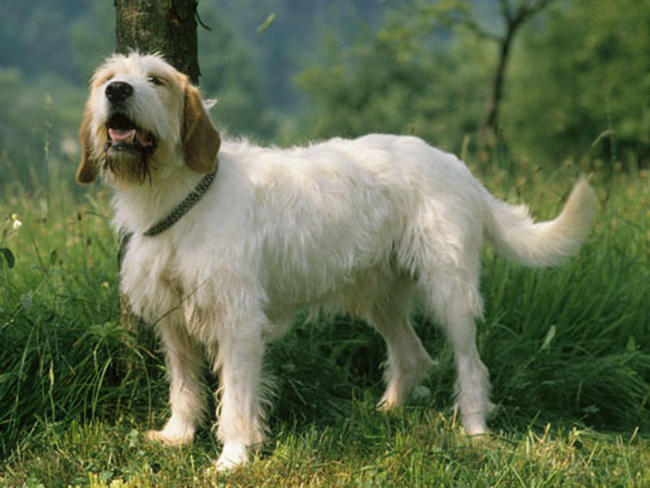 photo chien courant de bosnie à poil dur – barak chiot