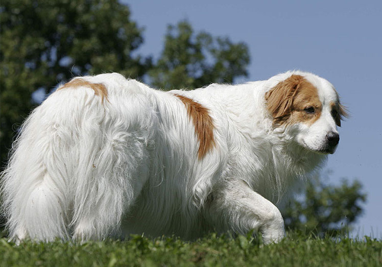 photo chien de berger de croatie chiot