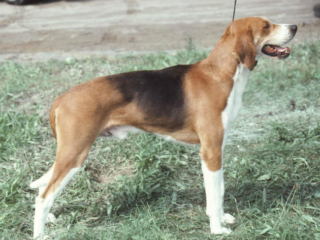 photo foxhound américain chiot