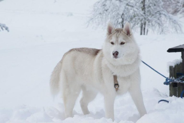 photo husky de sibérie blanc