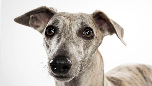 photo whippet