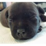 Staffordshire bull terrier chiot