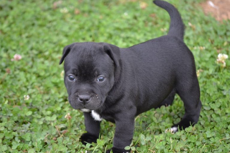 photo staffordshire bull terrier chiot