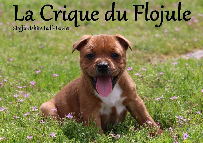 photo staffordshire bull terrier rouge