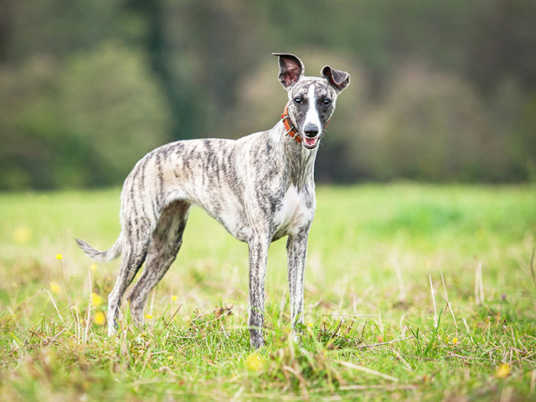 photo whippet