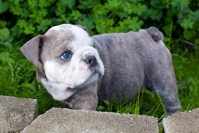 photo bulldog anglais bleu