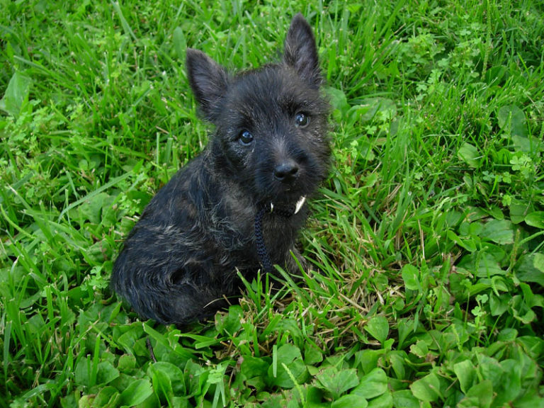 photo cairn terrier noir