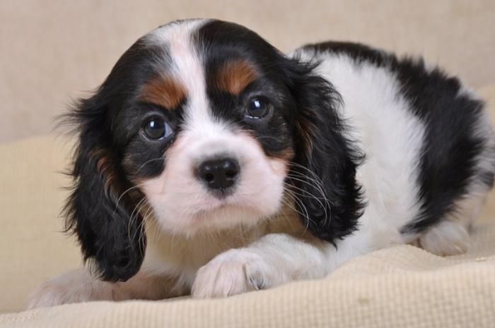 video cavalier king charles tricolore