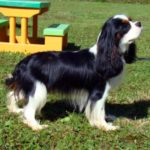 Cavalier king charles tricolore