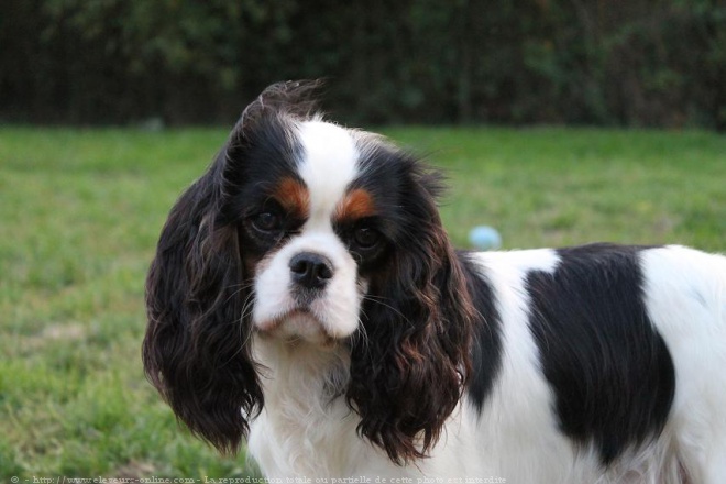 photo cavalier king charles tricolore