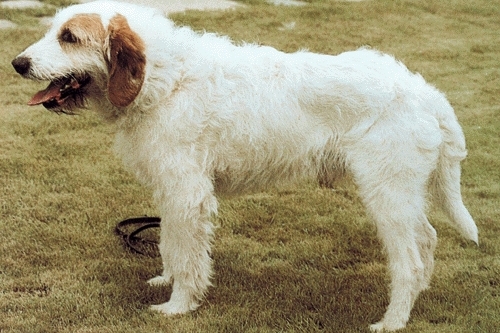 photo chien courant d’istrie à poil dur chiot