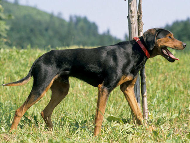 photo chien courant tricolore serbe chiot