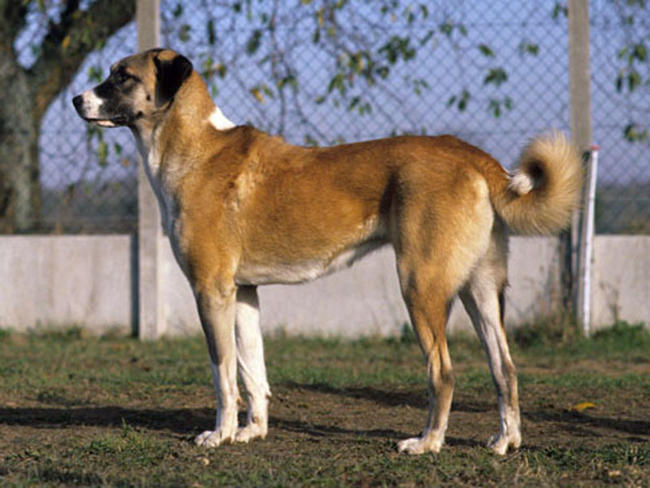 photo chien de berger turc