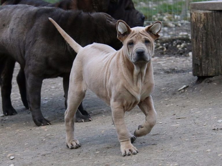photo chien thaïlandais à crête dorsale chiot