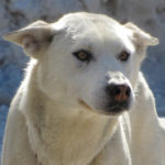 Labrador blanc
