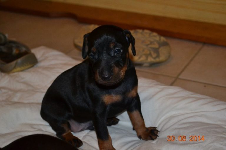 photo manchester terrier chiot