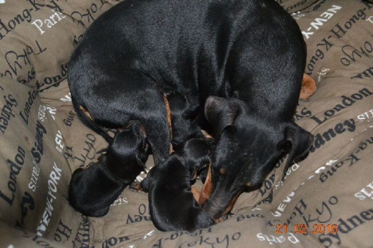 photo manchester terrier chiot