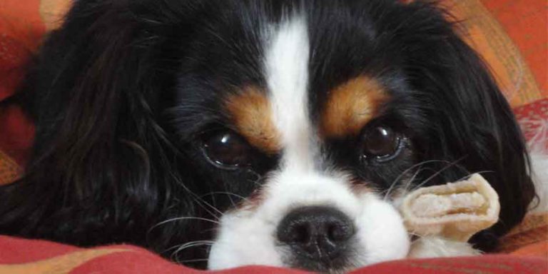 photo cavalier king charles tricolore