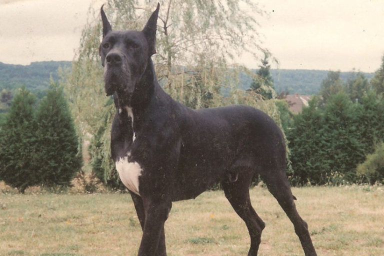 photo dogue allemand noir