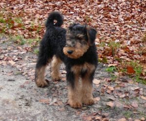 Airedale terrier chiot