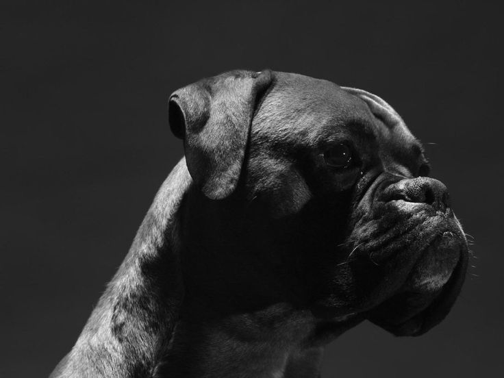 photo chien boxer noir