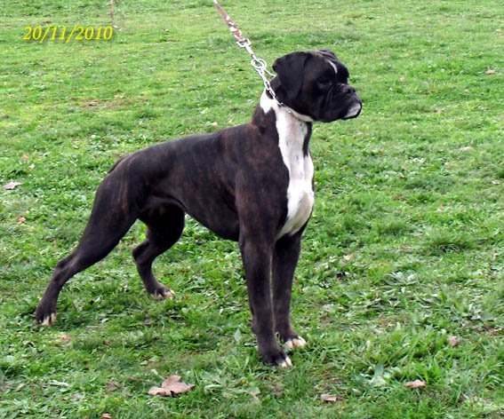photo chien boxer noir