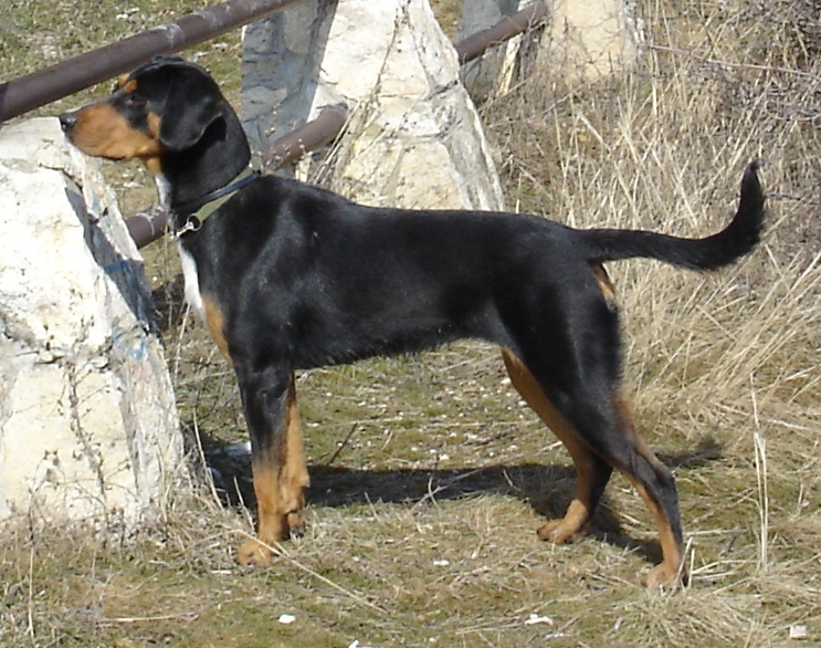 photo chien courant de transylvanie