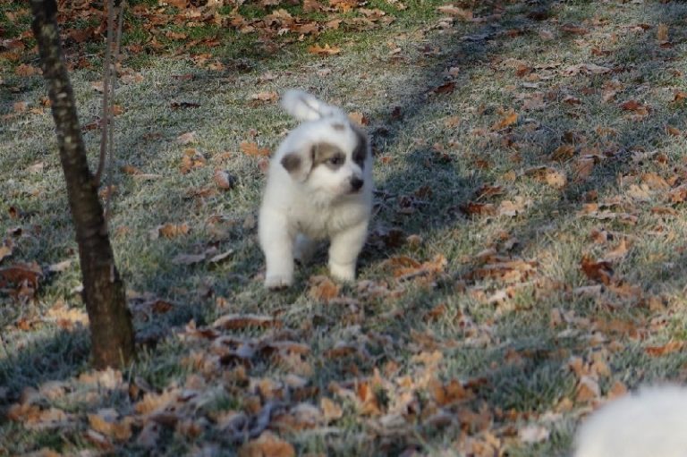 photo chien de montagne des pyrénées chiot
