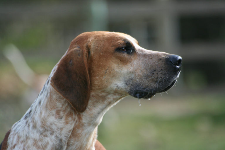photo foxhound américain