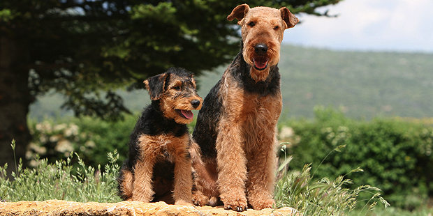 photo airedale terrier chiot