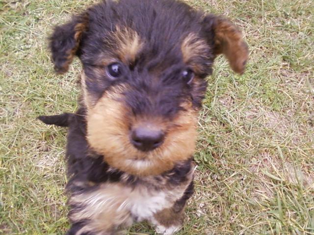photo airedale terrier chiot