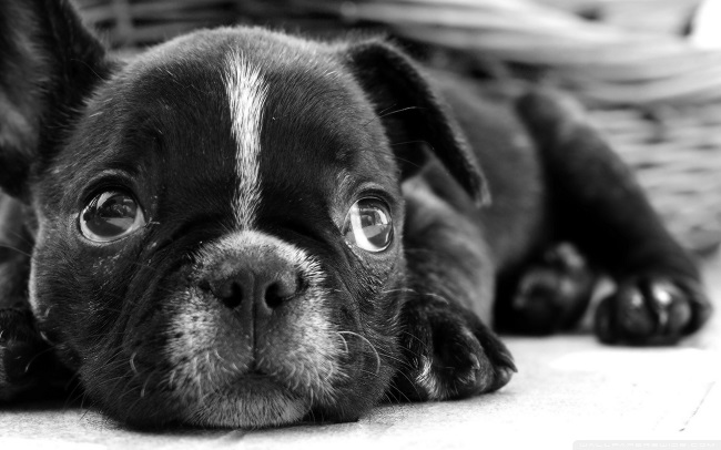 photo bulldog francais noir