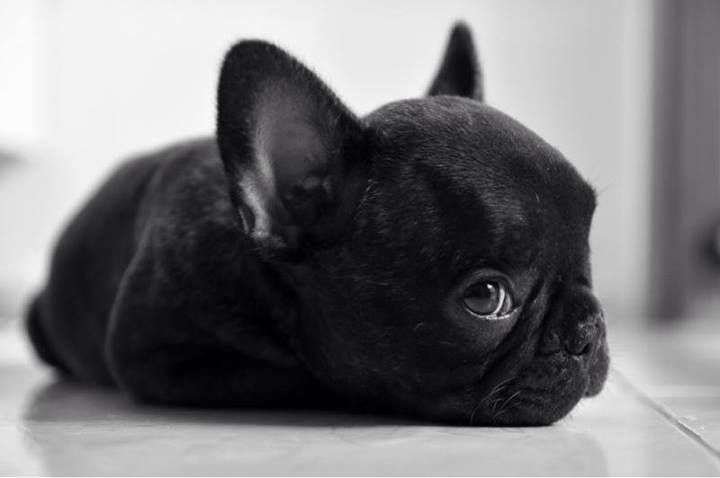 photo bulldog francais noir