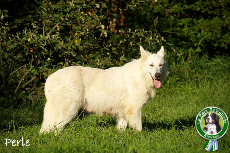 photo cairn terrier blanc