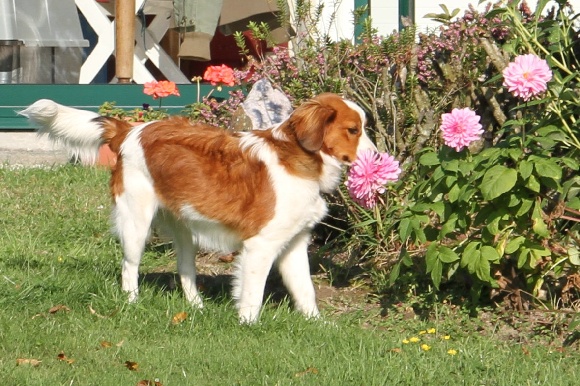 photo chien hollandais de carnardiere