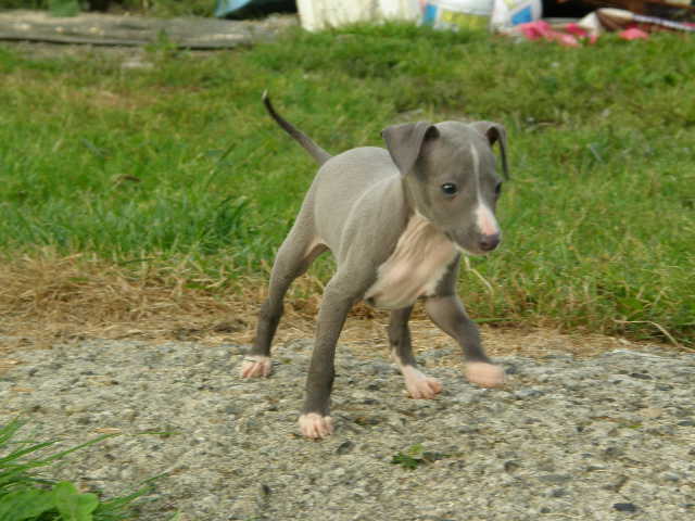 photo greyhound