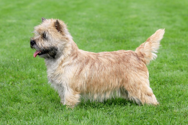 photo norwich terrier