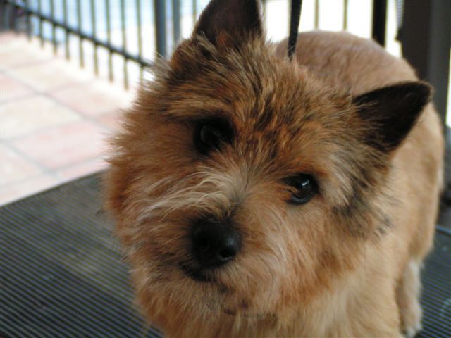 photo norwich terrier